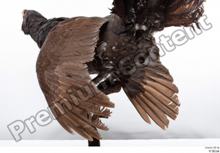 Western capercaillie whole body 0012.jpg